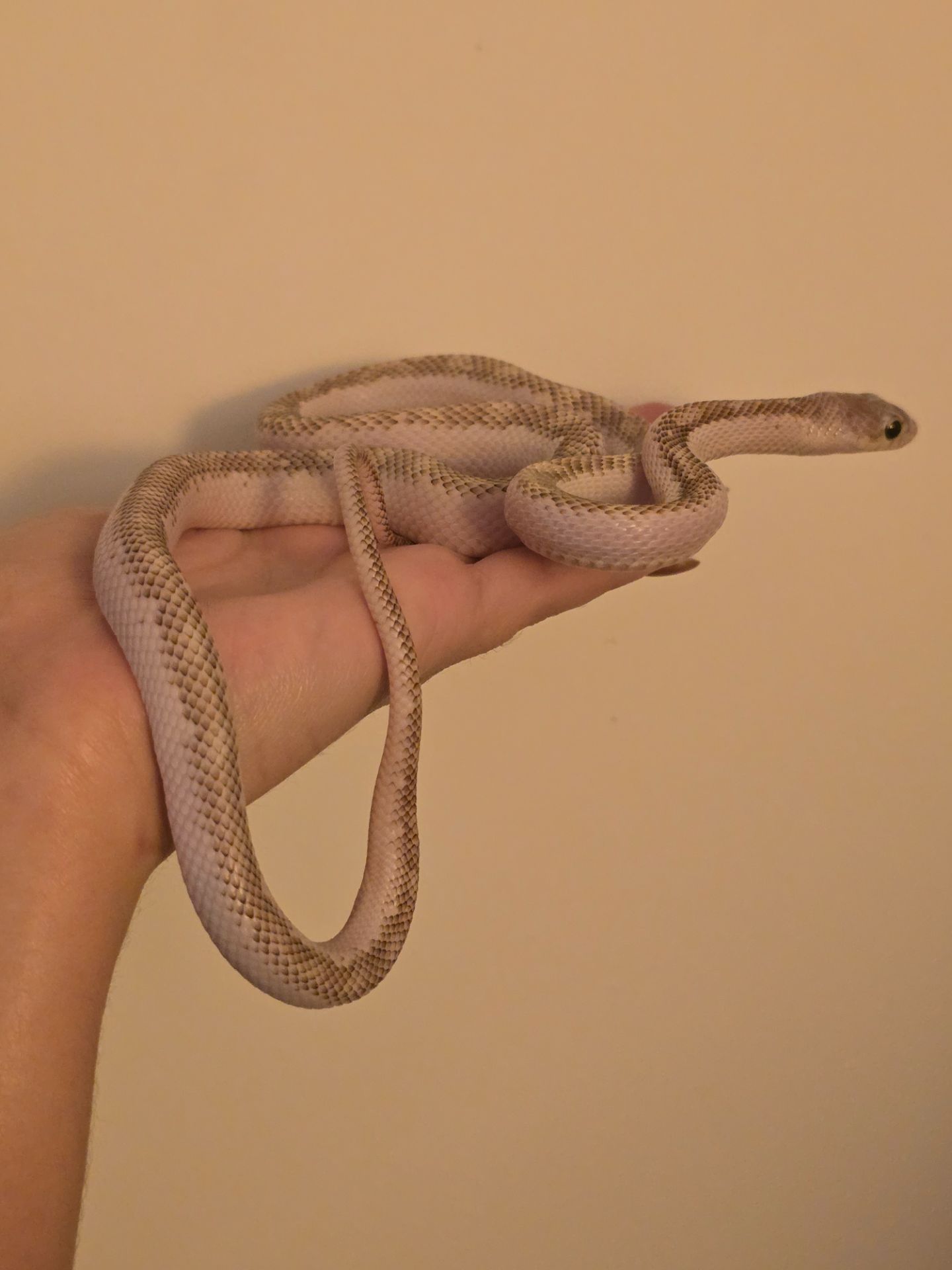 Щурячий полоз