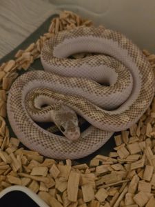 Щурячий полоз