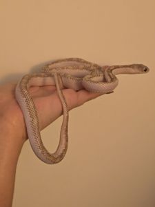 Щурячий полоз