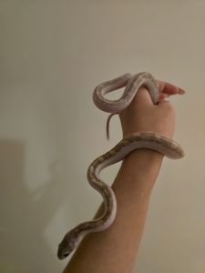 Щурячий полоз