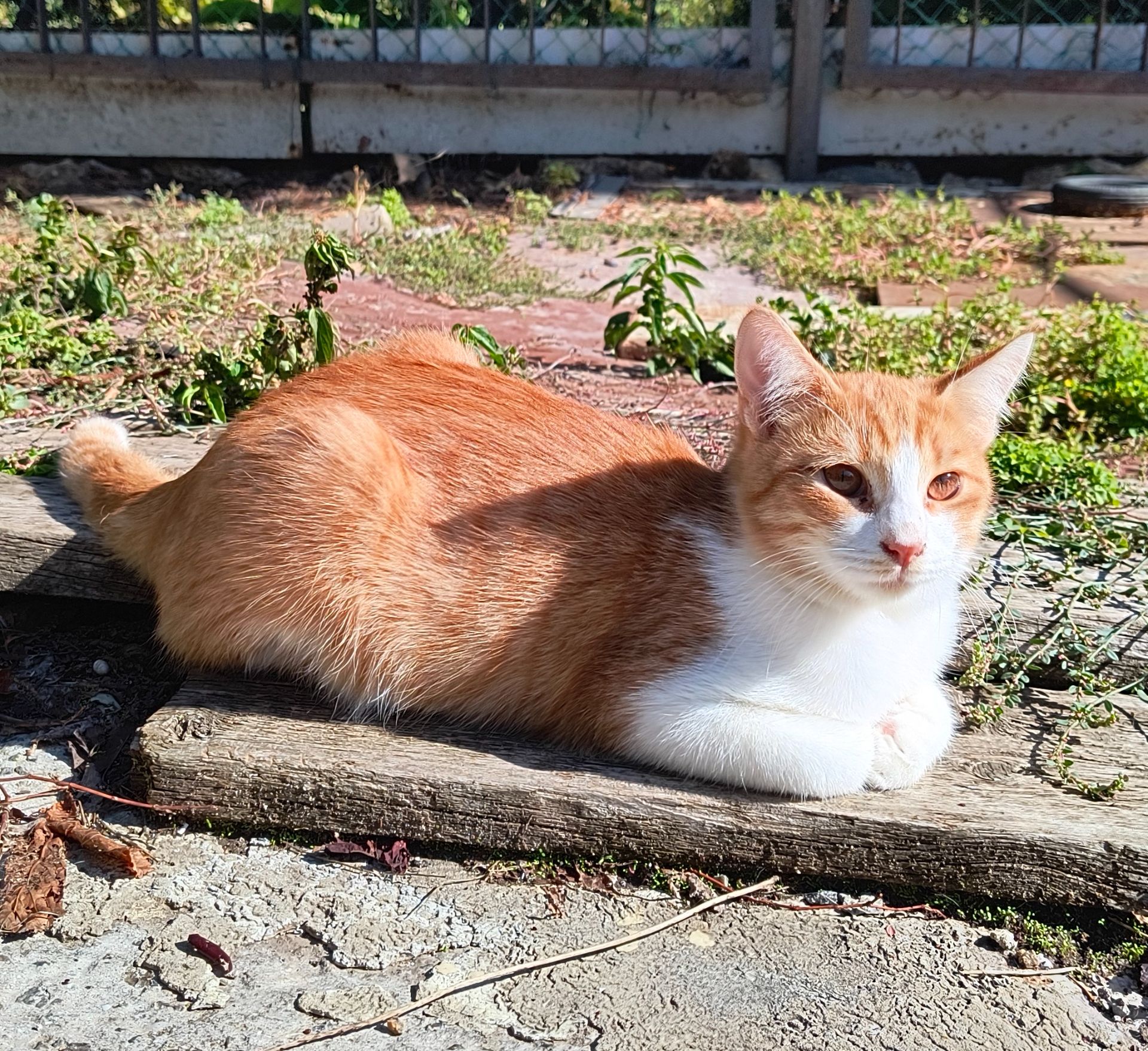 Рудий котик в дім