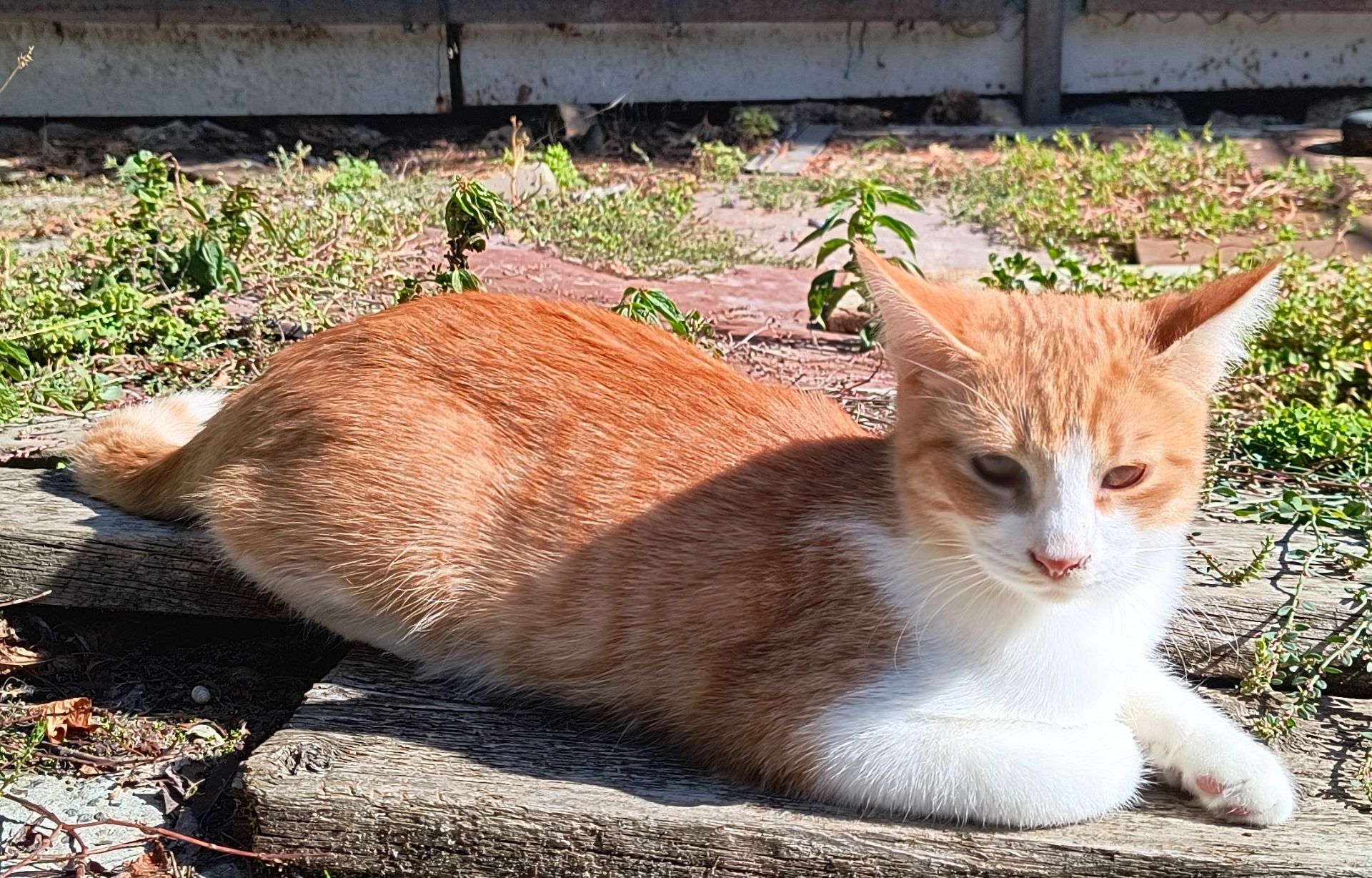 Рудий котик в дім