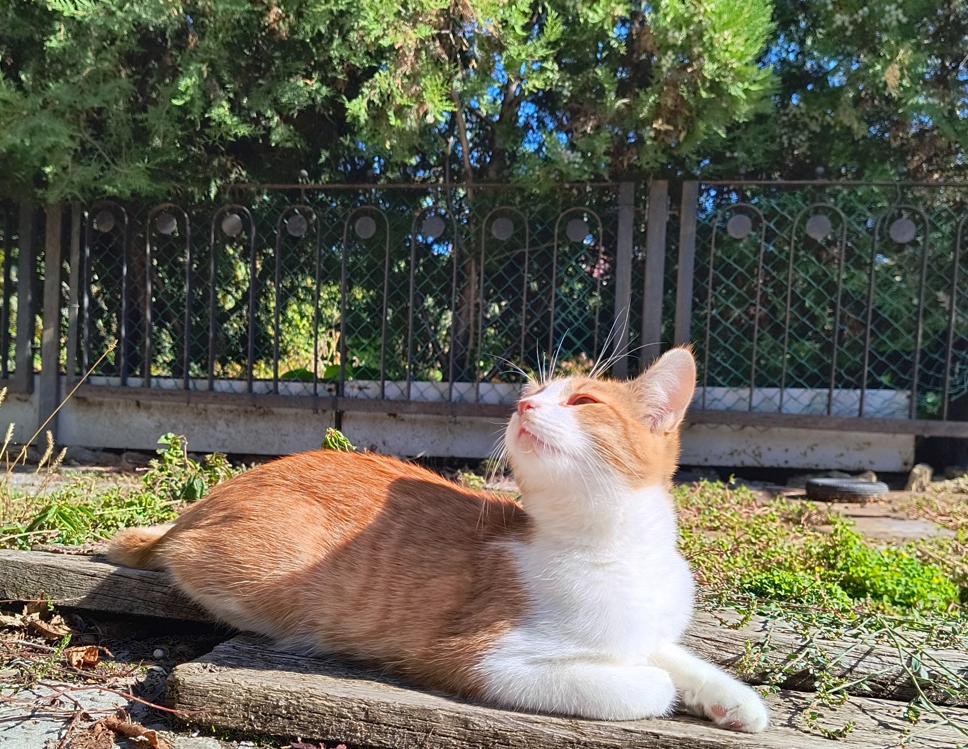 Рудий котик в дім