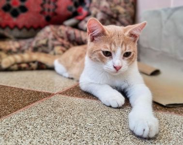 Дуже гарний кошеня