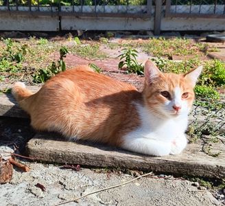Рудий котик в дім
