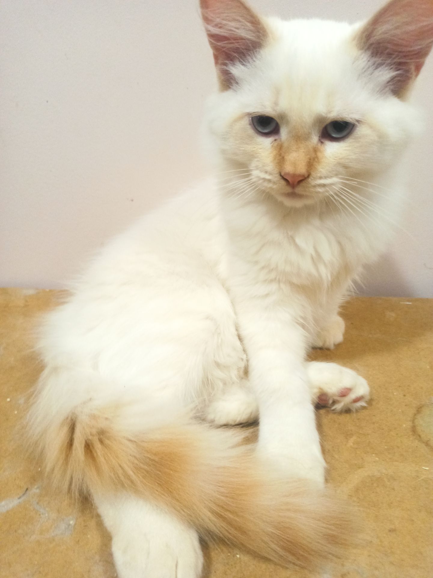 Котик невський маскарадний