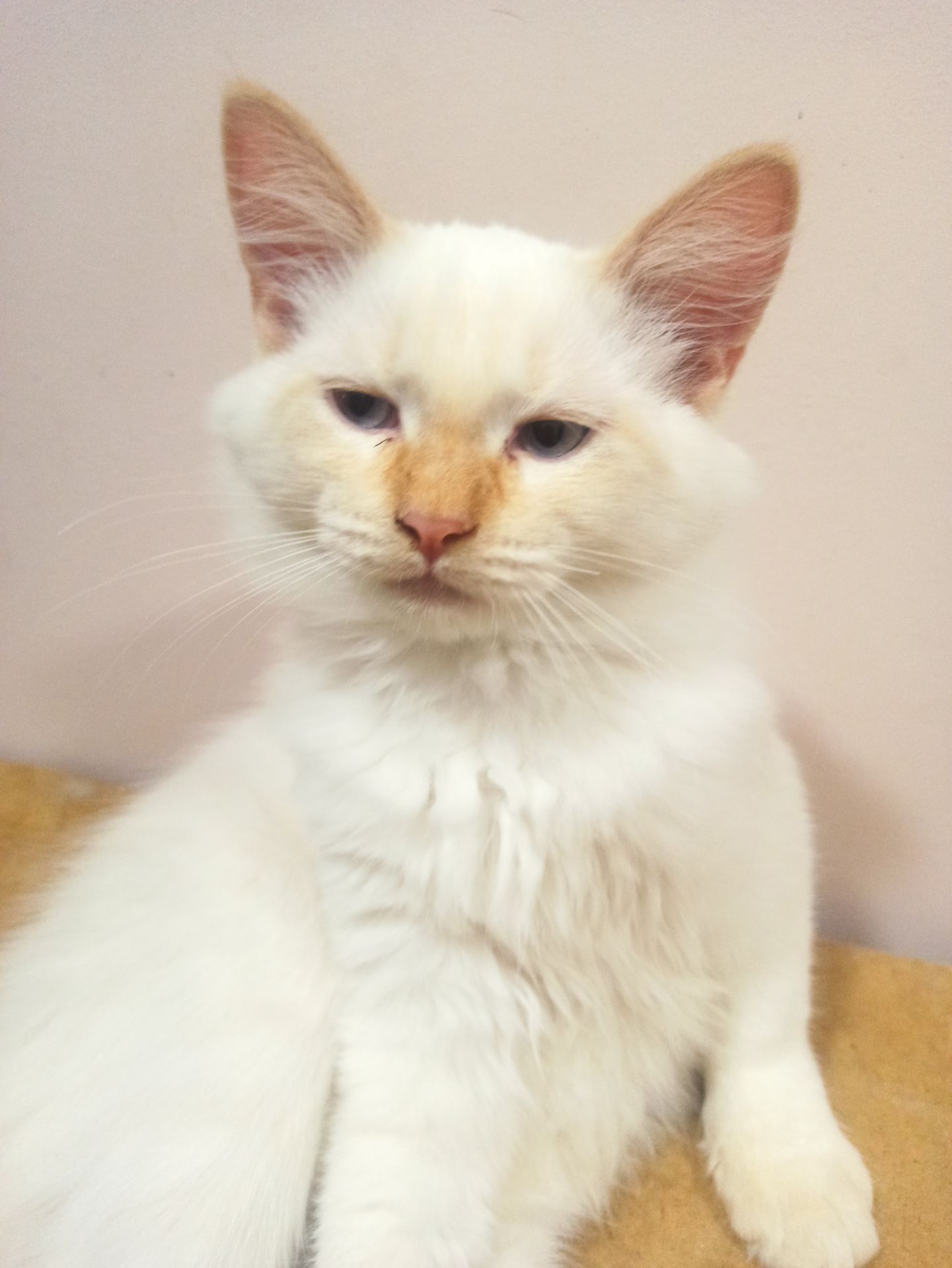 Котик невський маскарадний