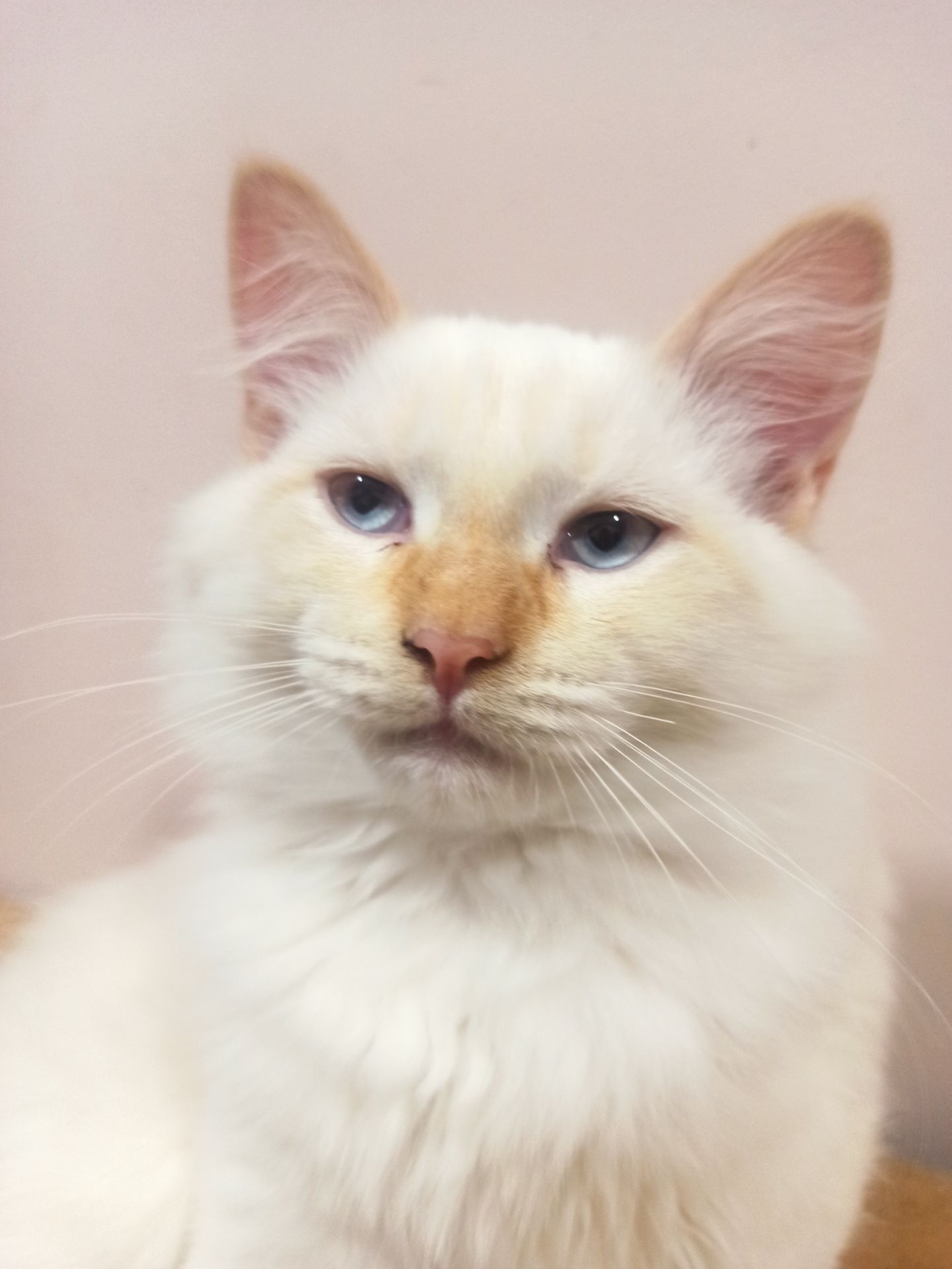 Котик невський маскарадний