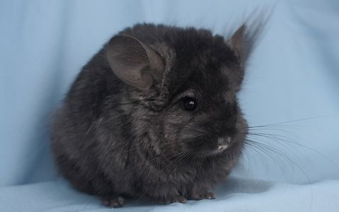 Чорна шиншила хлопчик