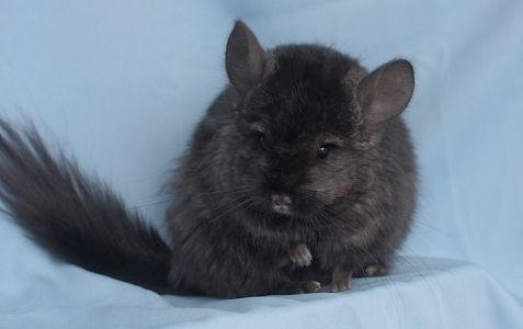 Чорна шиншила хлопчик