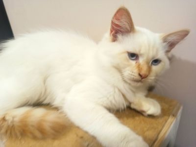 Котик невський маскарадний