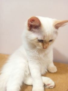 Котик невський маскарадний