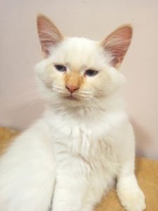 Котик невський маскарадний