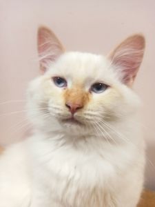 Котик невський маскарадний