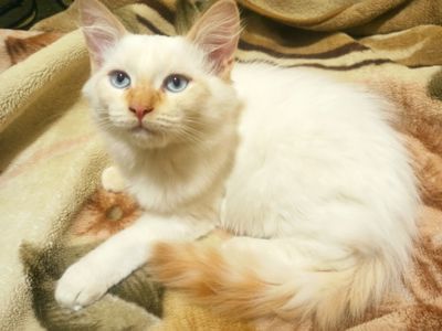 Котик невський маскарадний