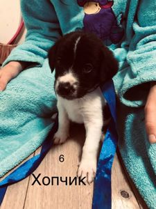 Цуценята мисливської породи спаніель+естонська гонча