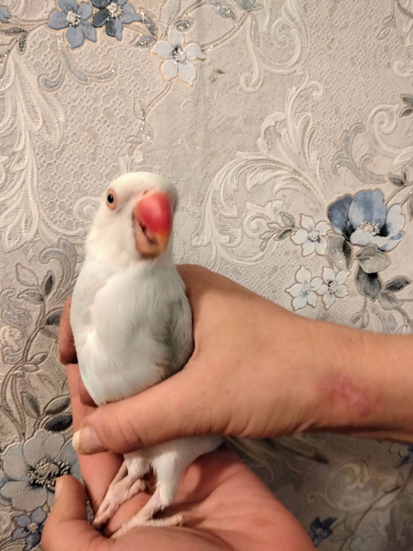 Продам ожерелового попугая. Самка