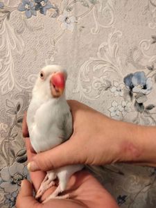 Продам ожерелового попугая. Самка