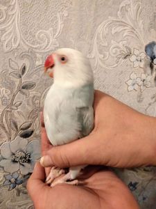 Продам ожерелового попугая. Самка
