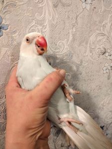 Продам ожерелового попугая. Самка