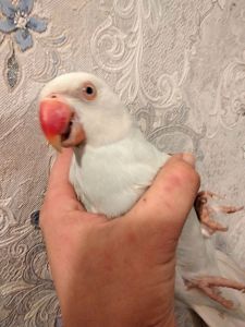 Продам ожерелового попугая. Самка