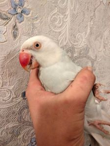 Продам ожерелового попугая. Самка