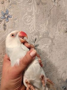 Продам ожерелового попугая. Самка