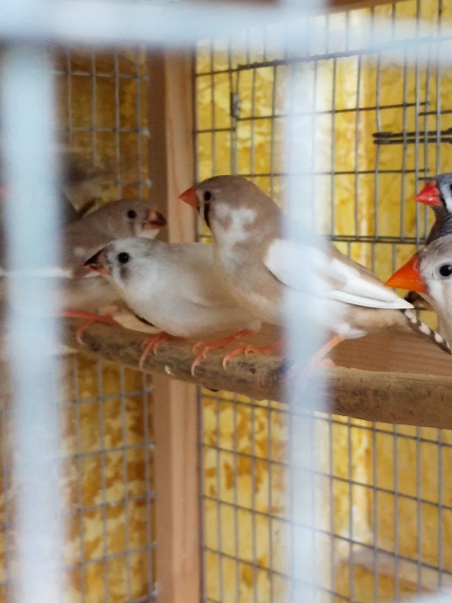 Зебровые амадины