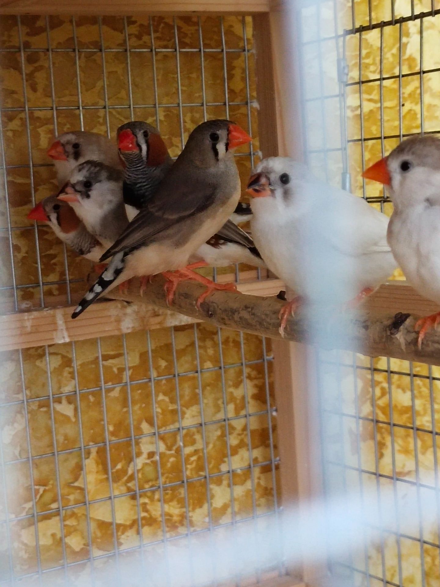 Зебровые амадины