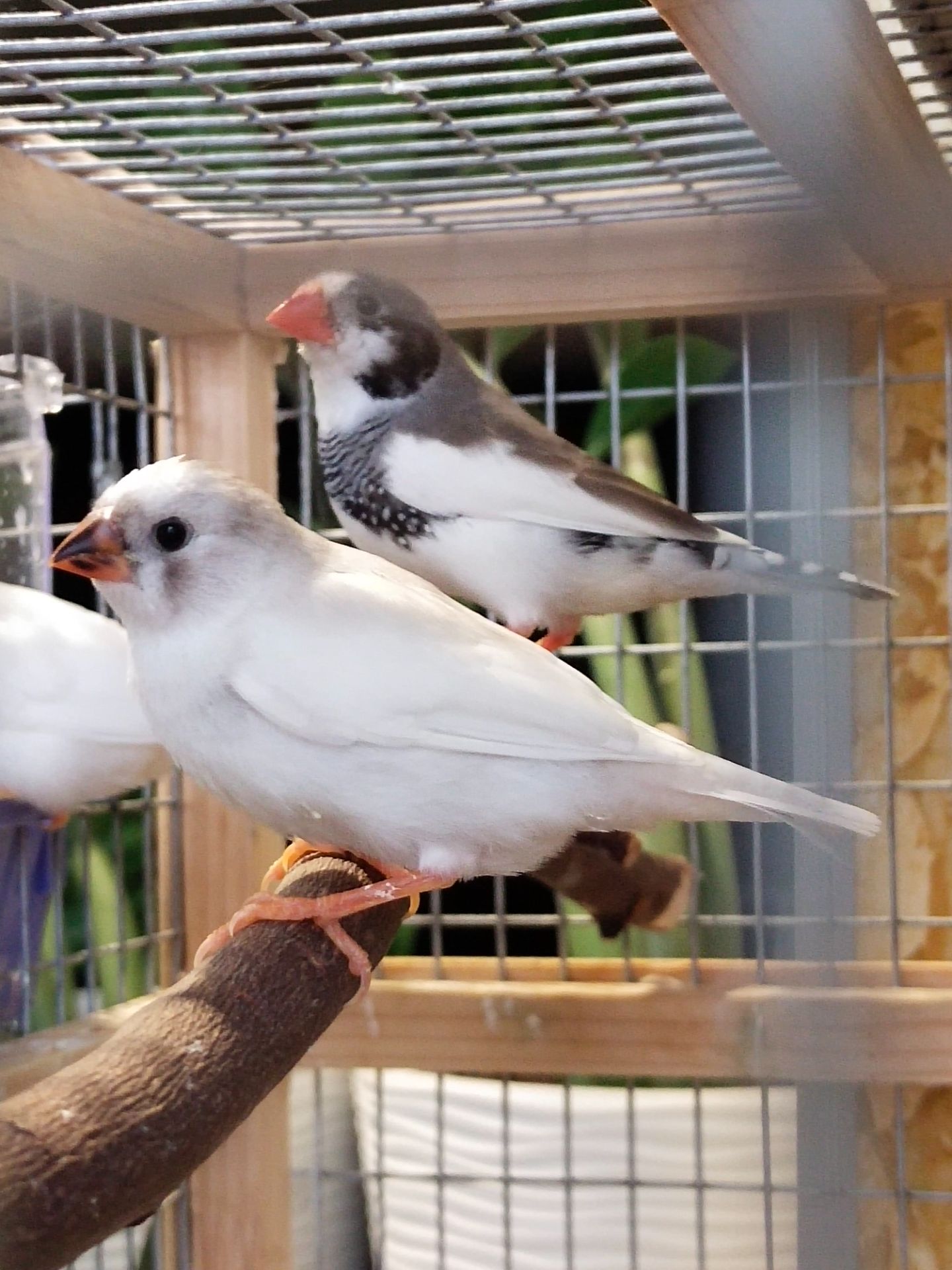 Зебровые амадины