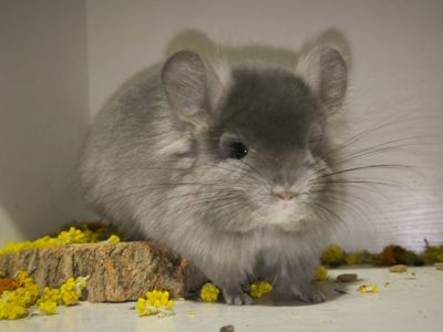 Продам шиншилок різного віку