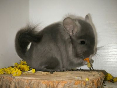 Продам шиншилок різного віку