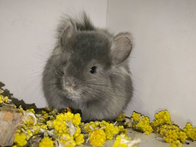 Продам шиншилок різного віку