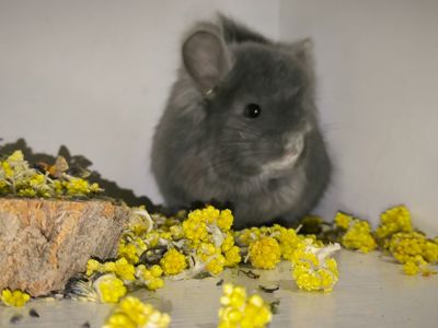 Продам шиншилок різного віку