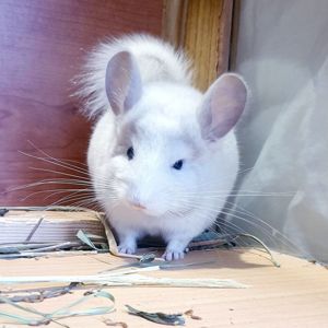Маленький самец шиншиллы белый фиолет эбони носитель ангоры
