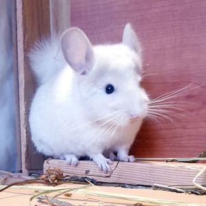 Маленький самец шиншиллы белый фиолет эбони носитель ангоры