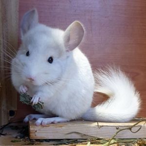 Маленький самец шиншиллы белый фиолет эбони носитель ангоры