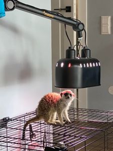 Сурикат Корекція поведінки