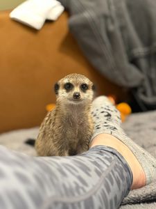 Сурикат Корекція поведінки