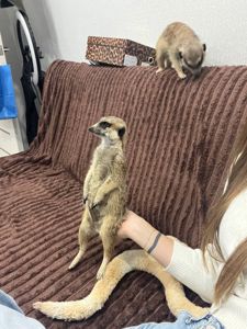 Сурикат Корекція поведінки