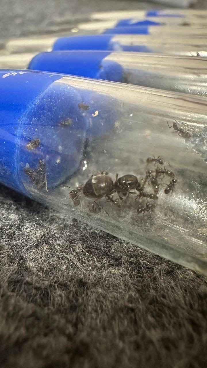 Lasius Niger