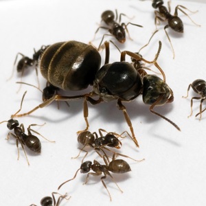 Lasius Niger