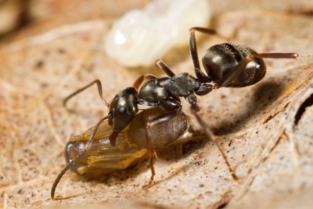 Formica Lemani