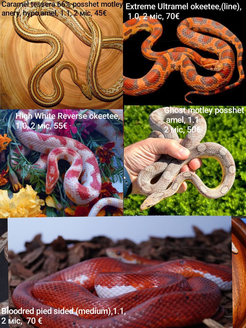 Маїсовий(маїсовий) полоз, малюки 2025 року, маїсовий полоз, маисовый полоз, маисик