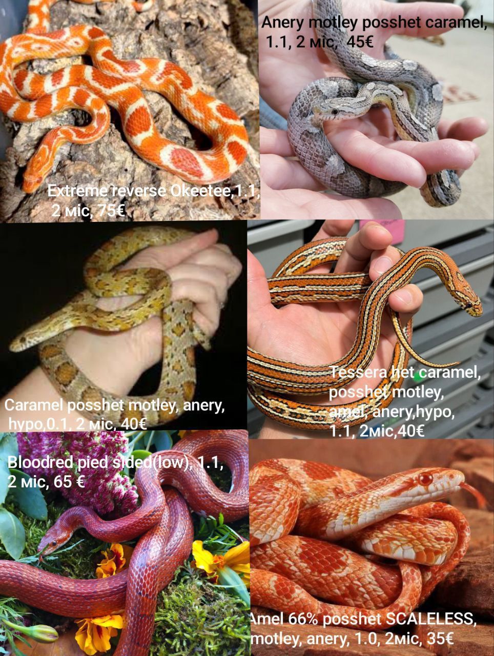 Маїсовий(маїсовий) полоз, малюки 2025 року, маїсовий полоз, маисовый полоз, маисик