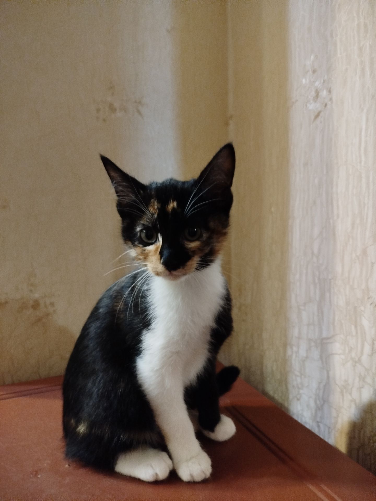 Кошенята