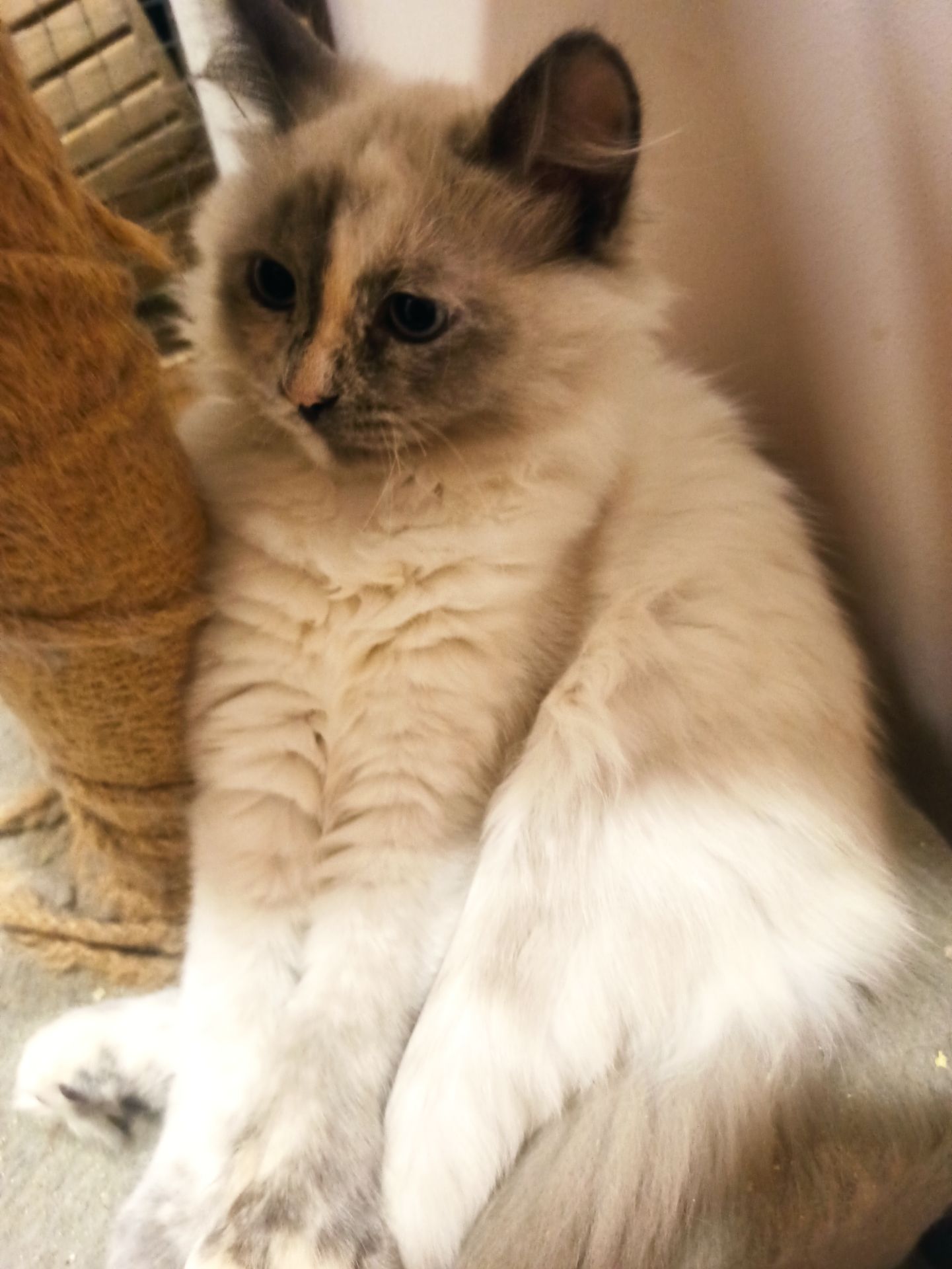 Кошенята невські маскарадні