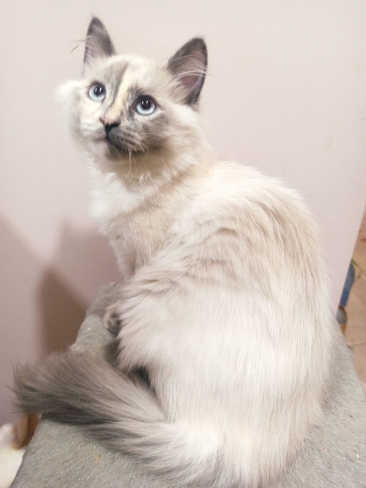 Кошенята невські маскарадні