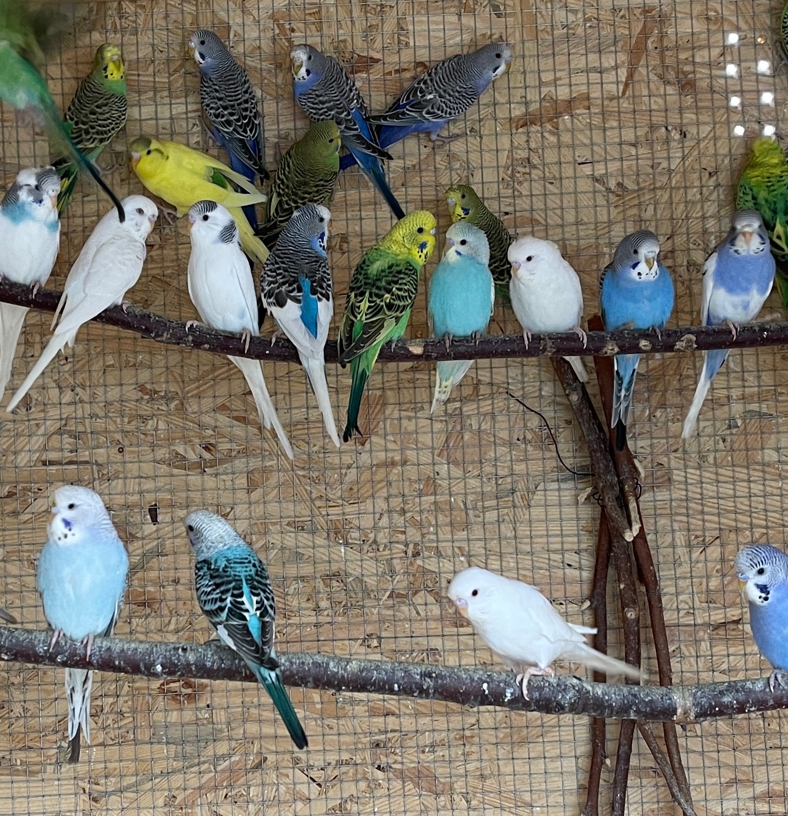 Хвилясті папужки