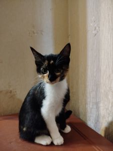 Кошенята